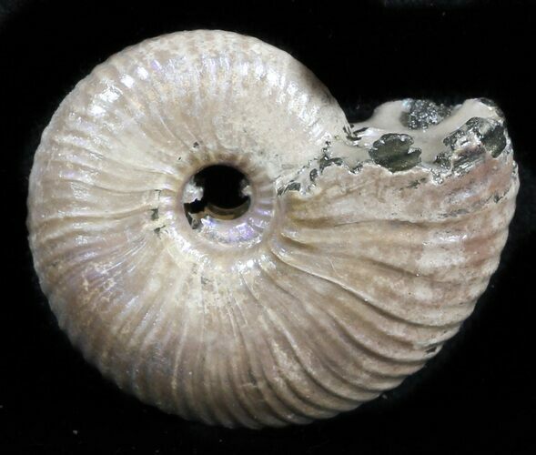 Iridescent Ammonite (Eboraciceras) Fossil - Russia #34628